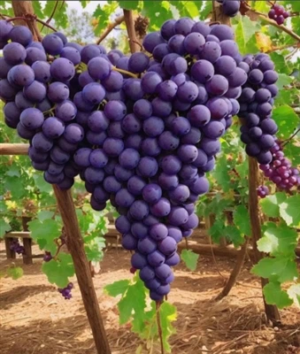 Ako predchádzať a kontrolovať nerovnomerné veľkosti hrozna a aké sú príčiny